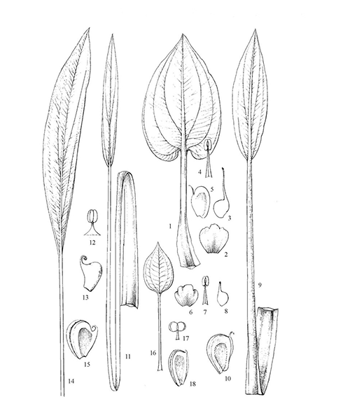 Natural compounds from  Alisma orientale